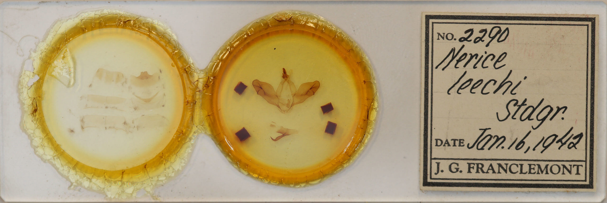 slide view of adult Nerice leechi