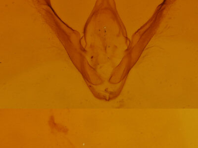 genitalia view of adult Nigetia formosalis