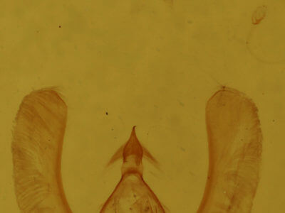 genitalia view of adult Meganola minuscula
