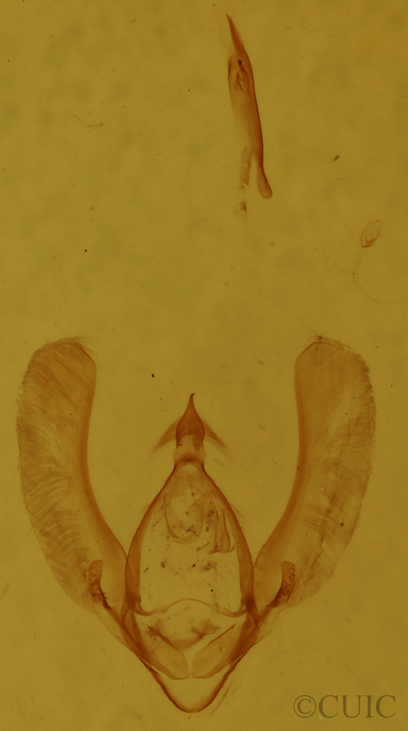 genitalia view of adult Meganola minuscula