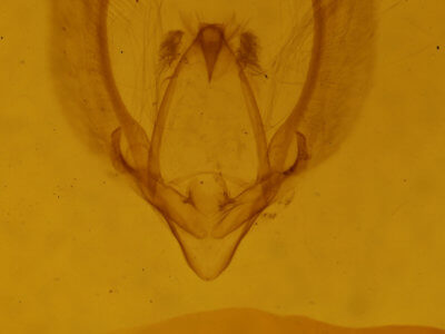 genitalia view of adult Meganola phylla