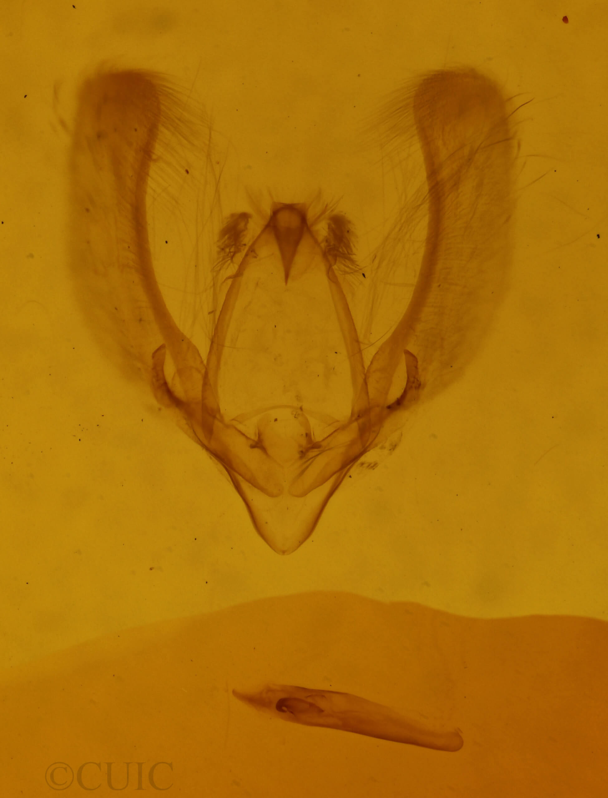 genitalia view of adult Meganola phylla