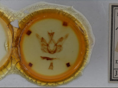 slide view of adult Nystalea eutalanta