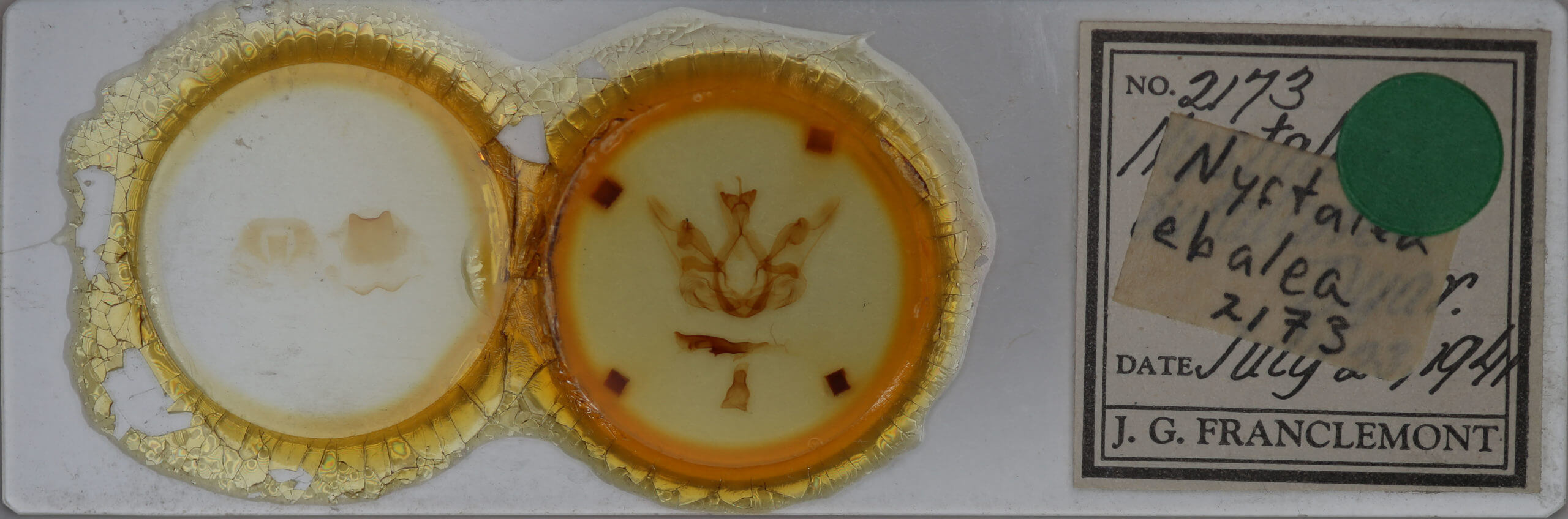 slide view of adult Nystalea eutalanta