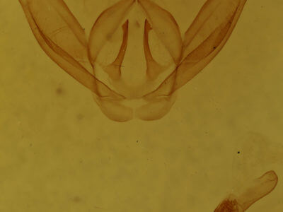 genitalia view of adult Drymonia obliterata