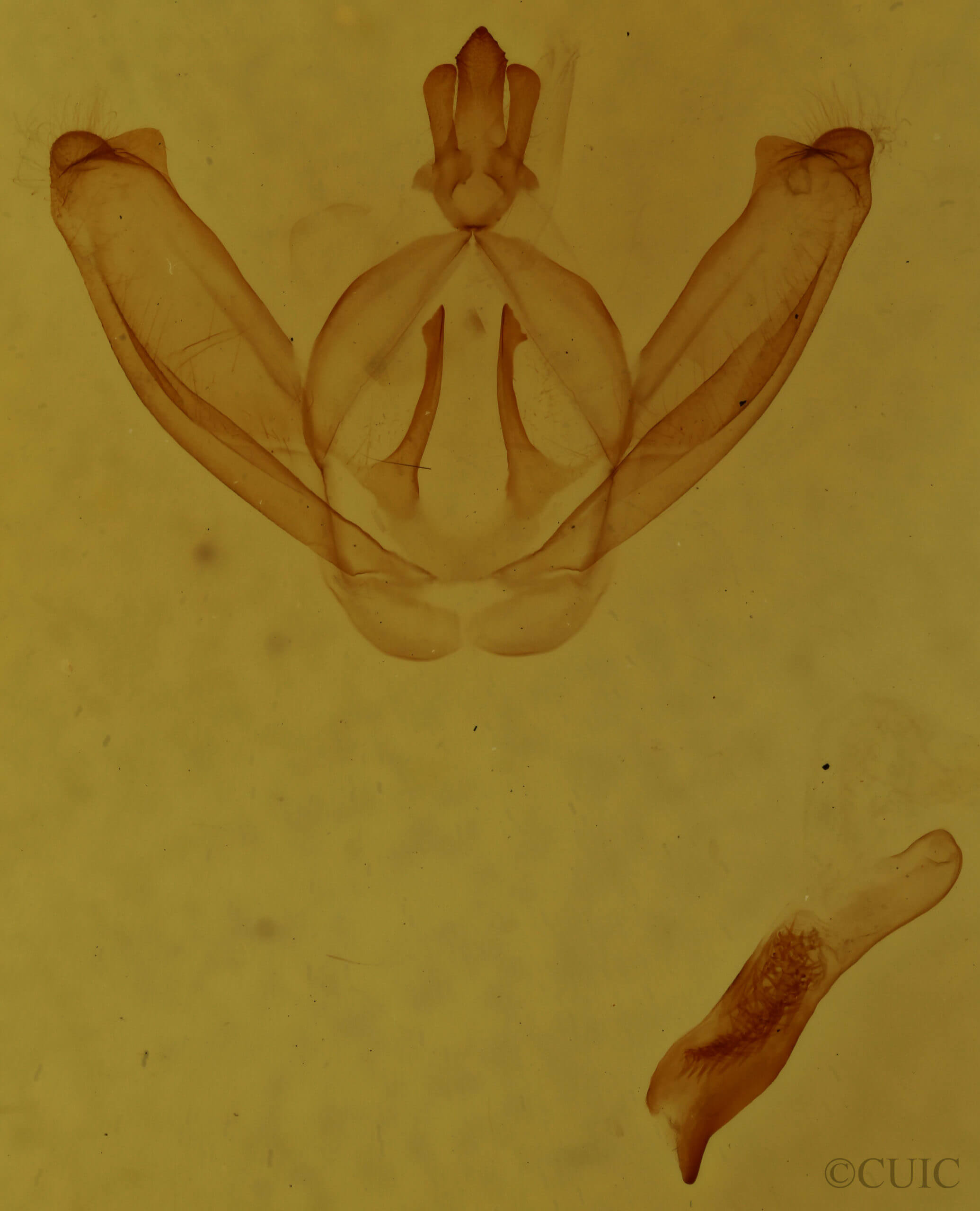 genitalia view of adult Drymonia obliterata