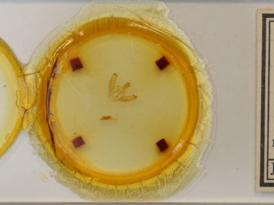 slide view of adult Drymonia obliterata