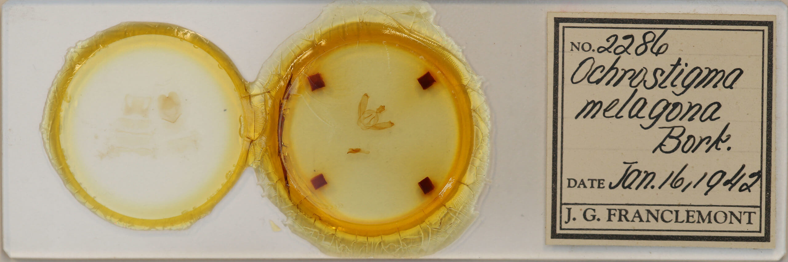 slide view of adult Drymonia obliterata