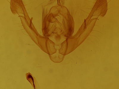 genitalia view of adult Oligia chlorostigma