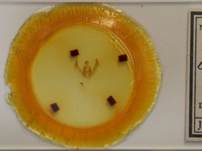 slide view of adult Oligia chlorostigma