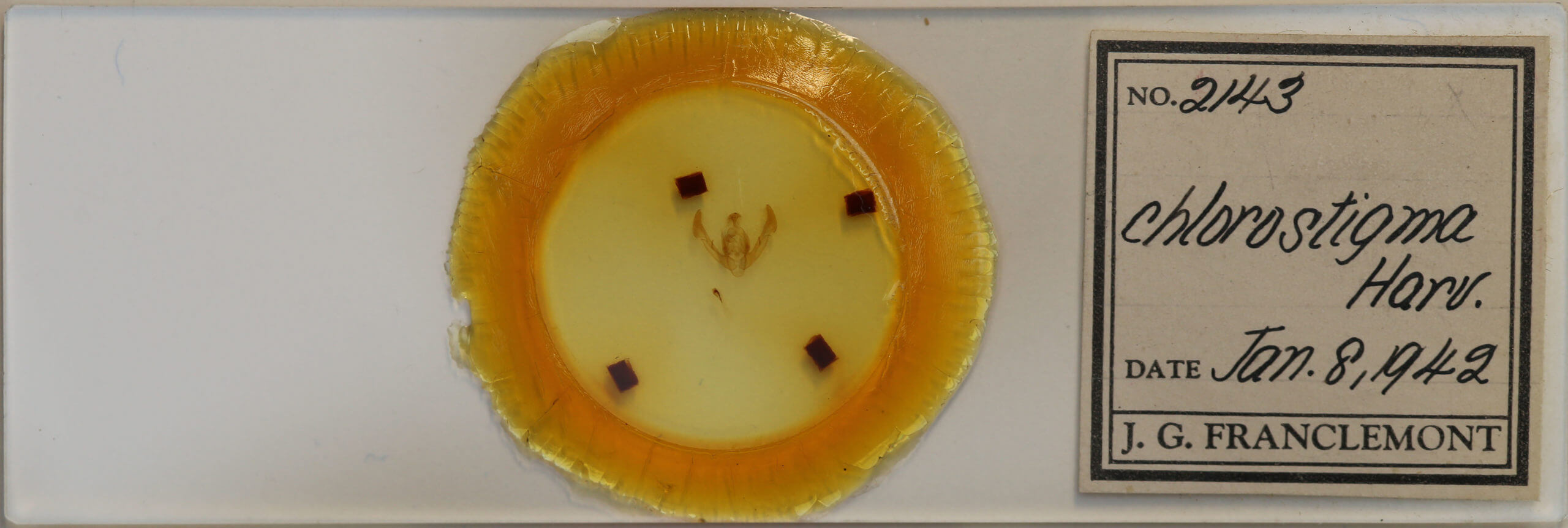 slide view of adult Oligia chlorostigma