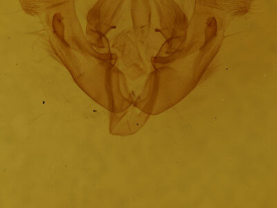 genitalia view of adult Oligia minuscula