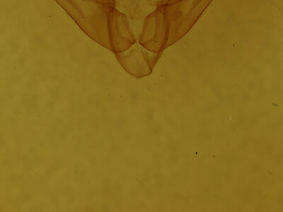 genitalia view of adult Oligia minuscula