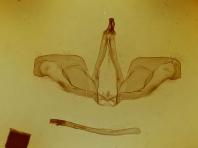 genitalia view of adult Oligocentria sp.