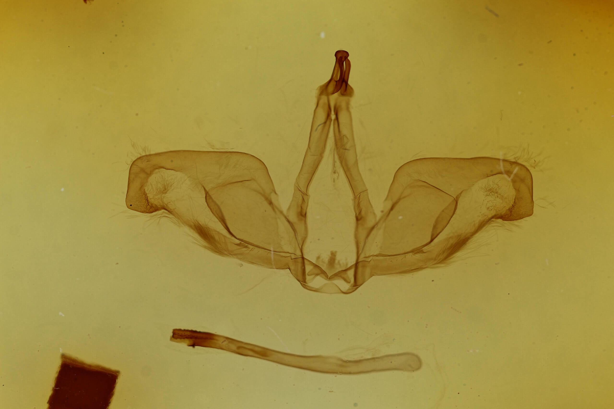 genitalia view of adult Oligocentria sp.
