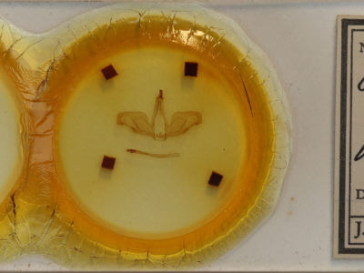 slide view of adult Oligocentria sp.