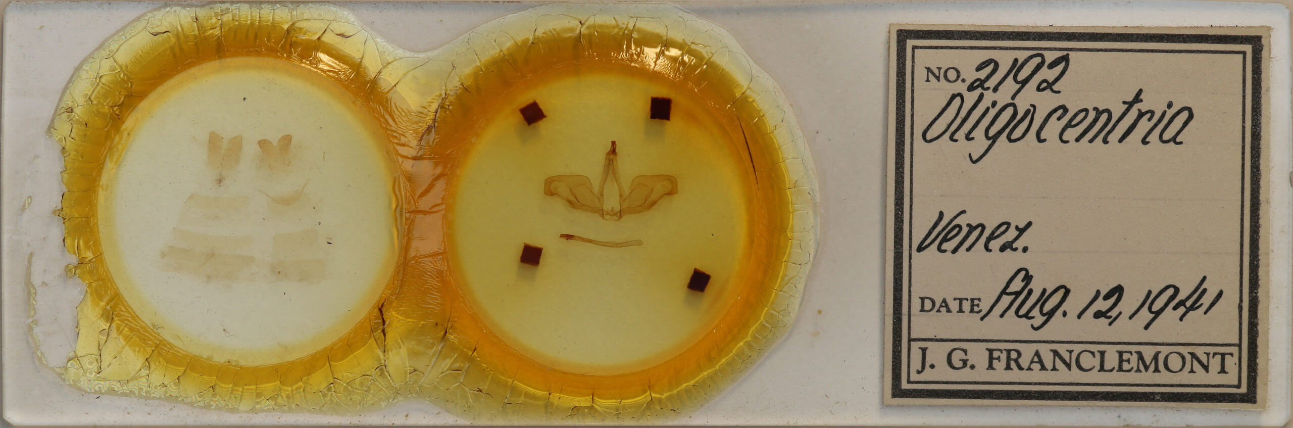 slide view of adult Oligocentria sp.