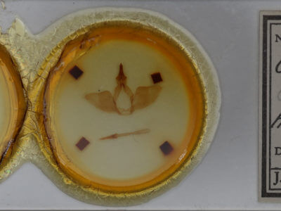 slide view of adult Oligocentria delicata