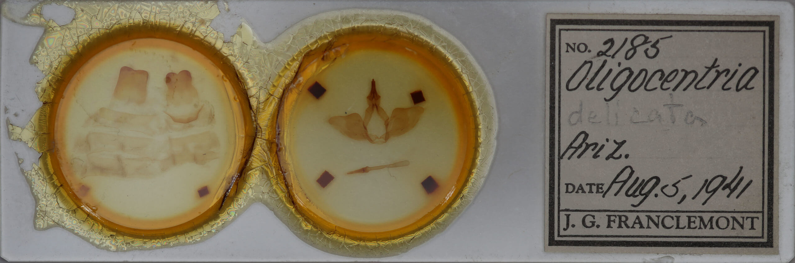 slide view of adult Oligocentria delicata