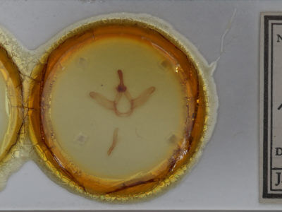 slide view of adult Ianassa pallida