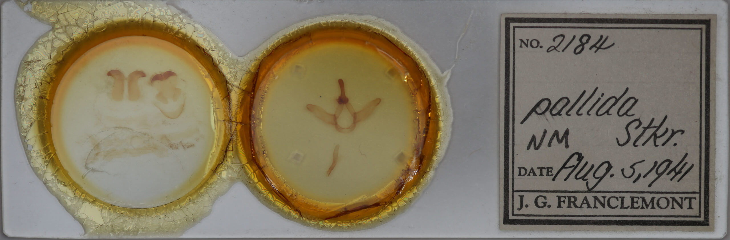 slide view of adult Ianassa pallida