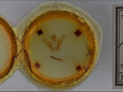 slide view of adult Ianassa perangulata