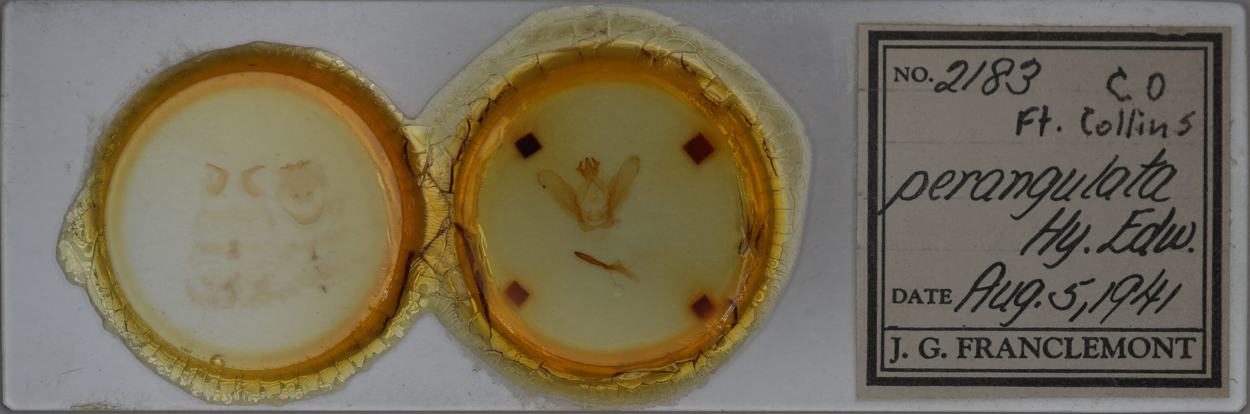 slide view of adult Ianassa perangulata