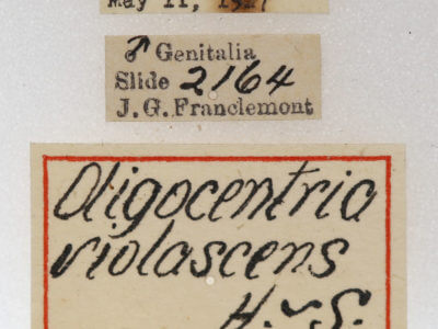 label view of adult Oligocentria violascens