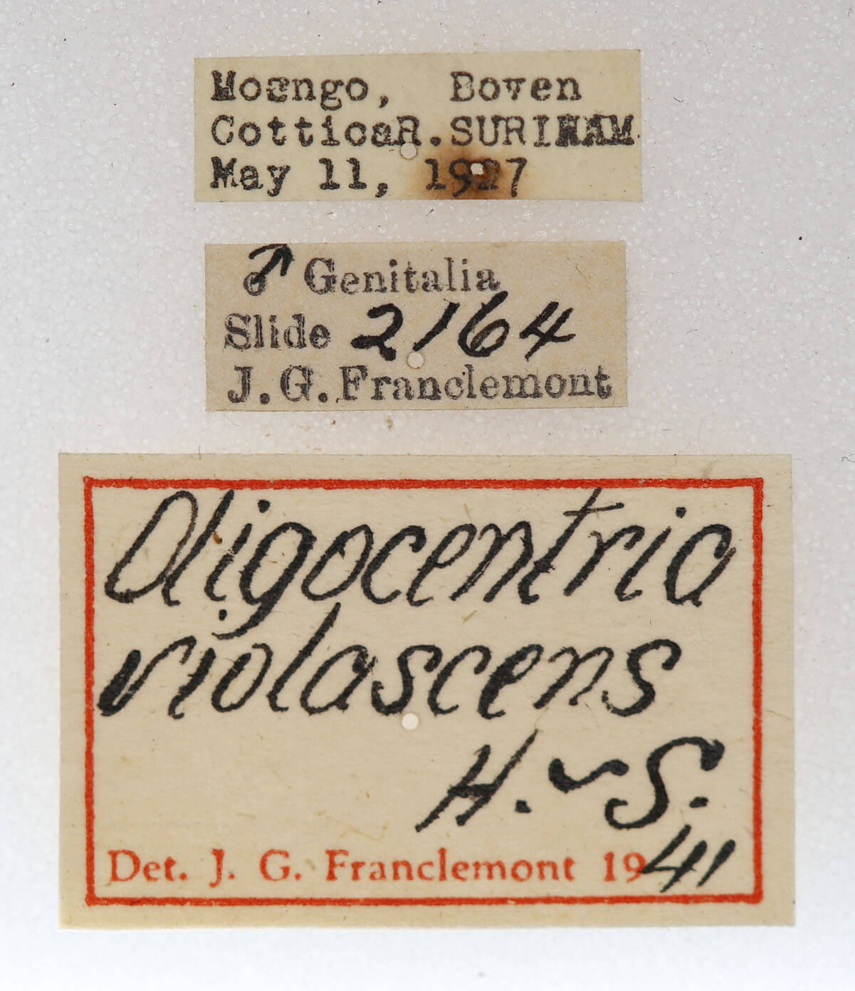 label view of adult Oligocentria violascens