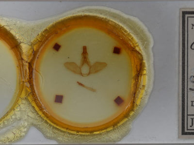 slide view of adult Oligocentria violascens