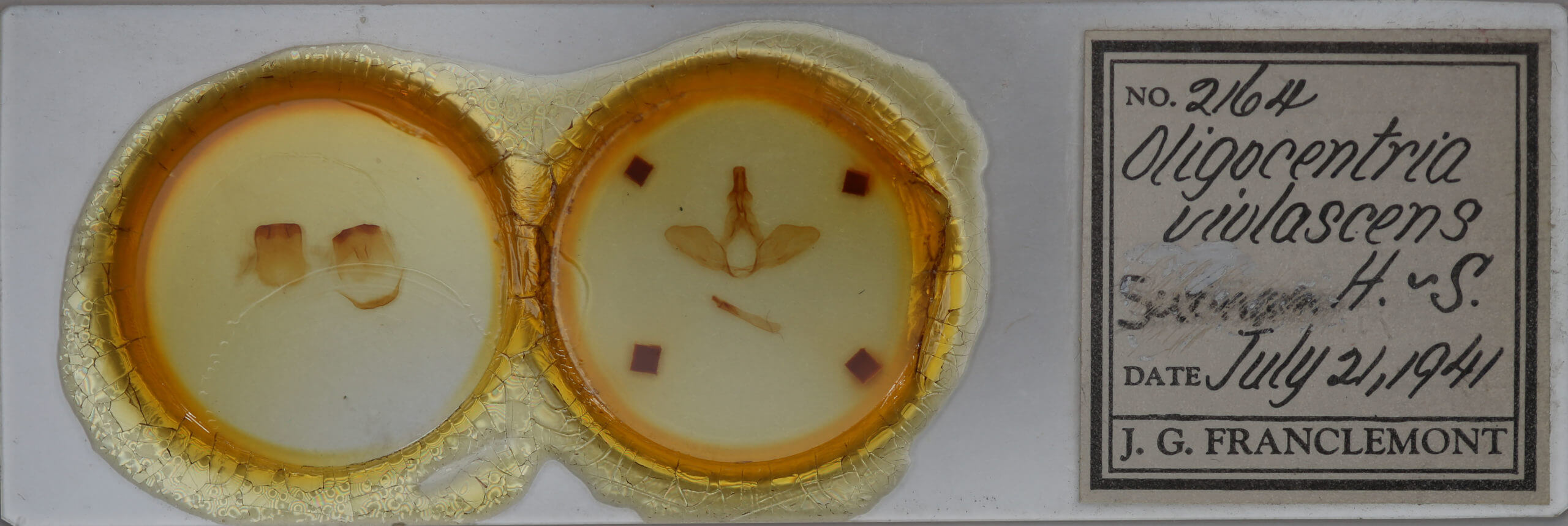 slide view of adult Oligocentria violascens