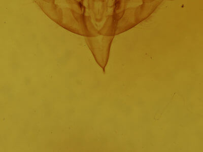 genitalia view of adult Sympistis saundersiana