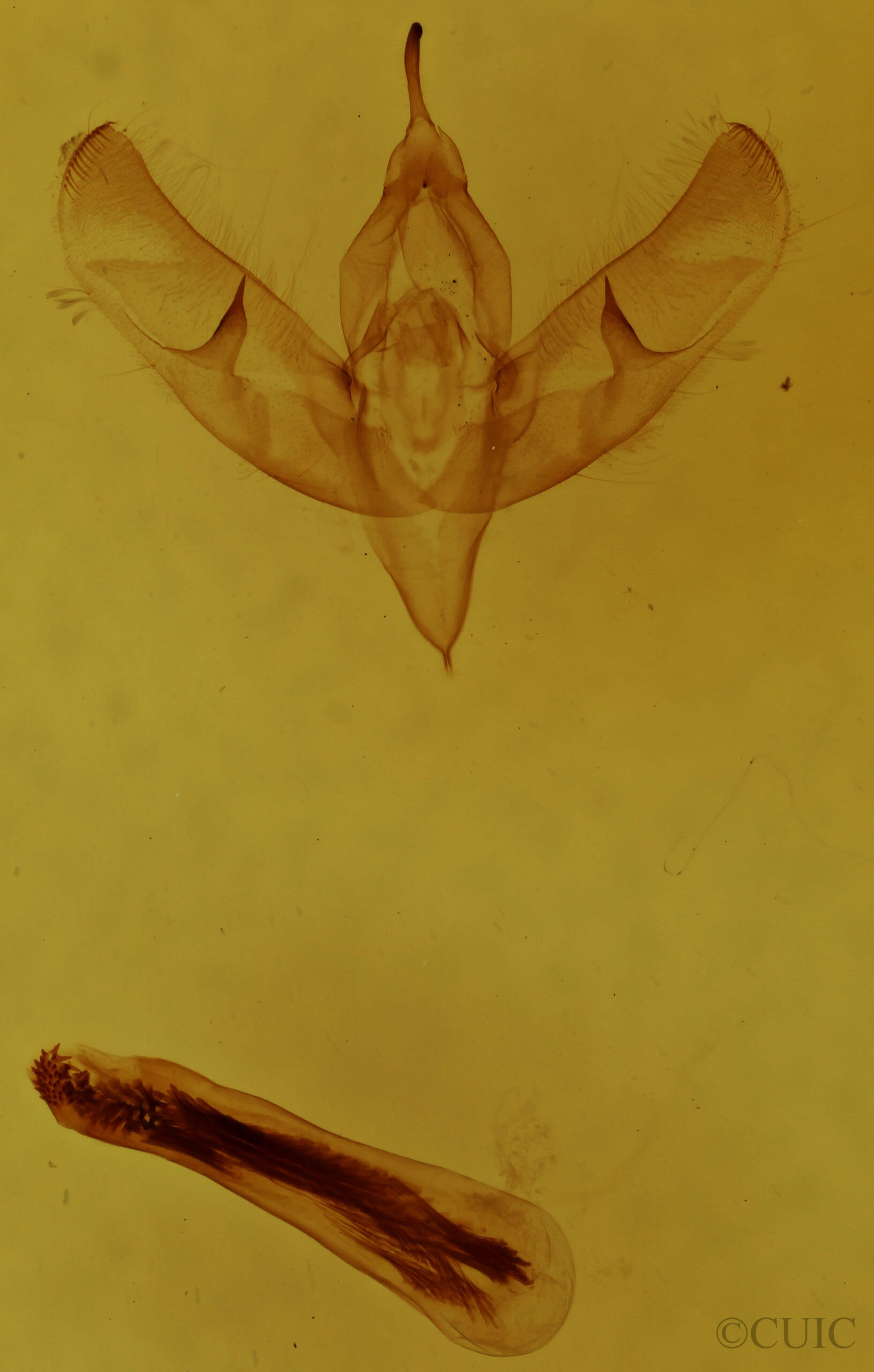 genitalia view of adult Sympistis saundersiana