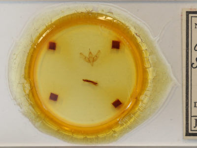 slide view of adult Sympistis saundersiana