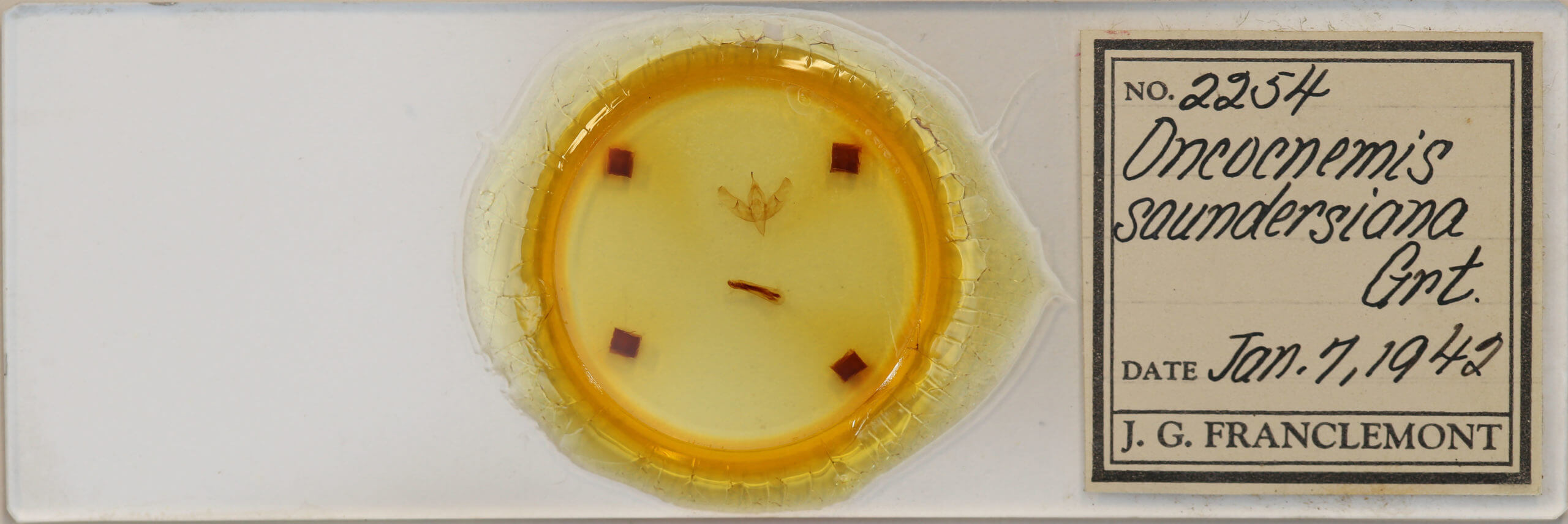 slide view of adult Sympistis saundersiana