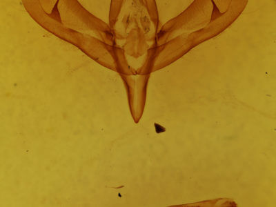 genitalia view of adult Sympistis viriditincta