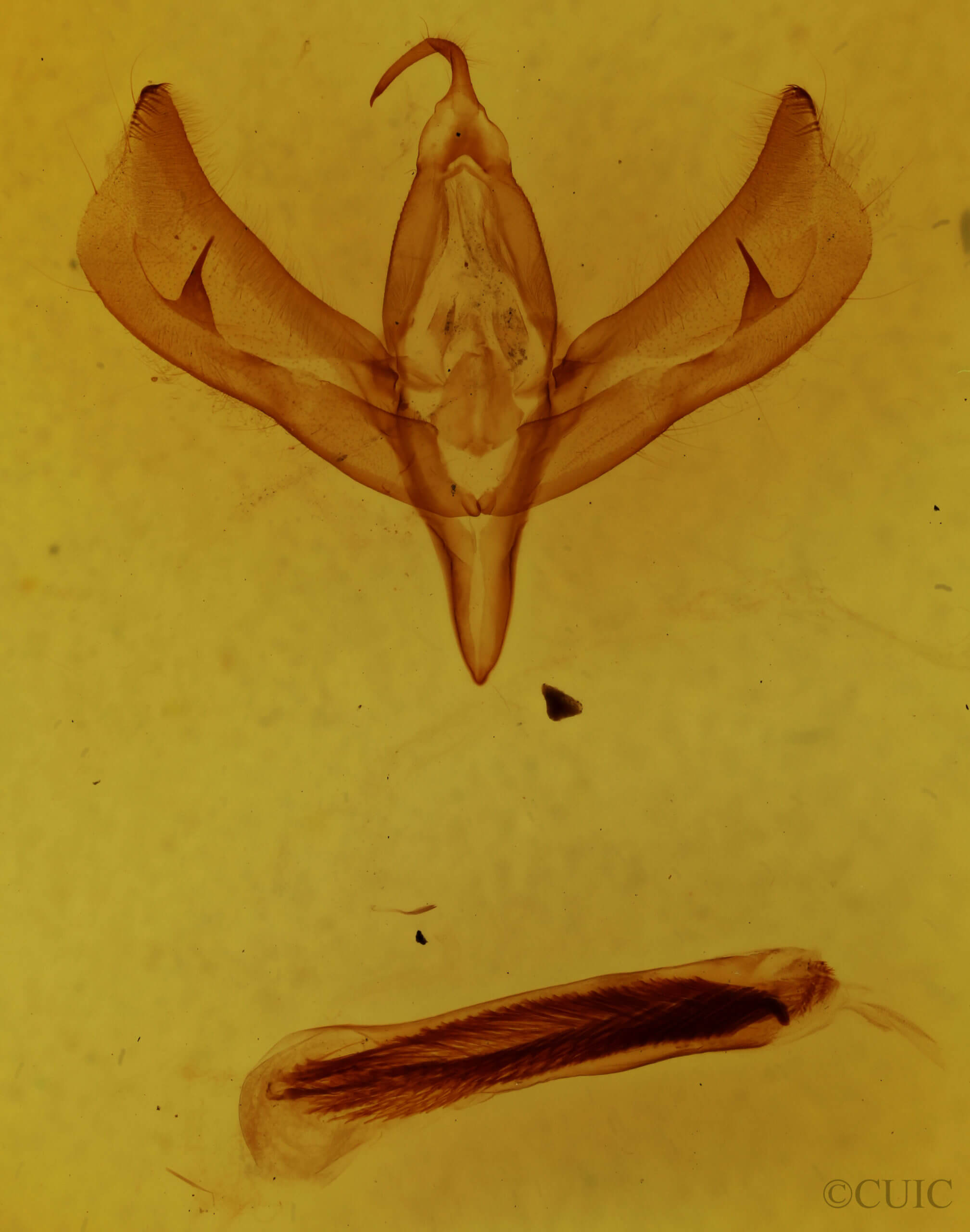 genitalia view of adult Sympistis viriditincta