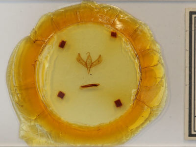 slide view of adult Sympistis viriditincta