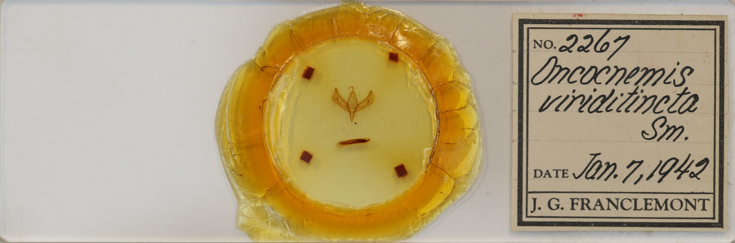 slide view of adult Sympistis viriditincta