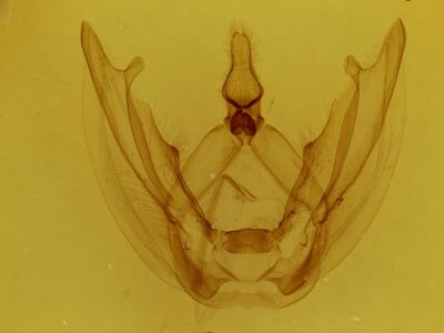 genitalia view of adult Ophitis magnaria