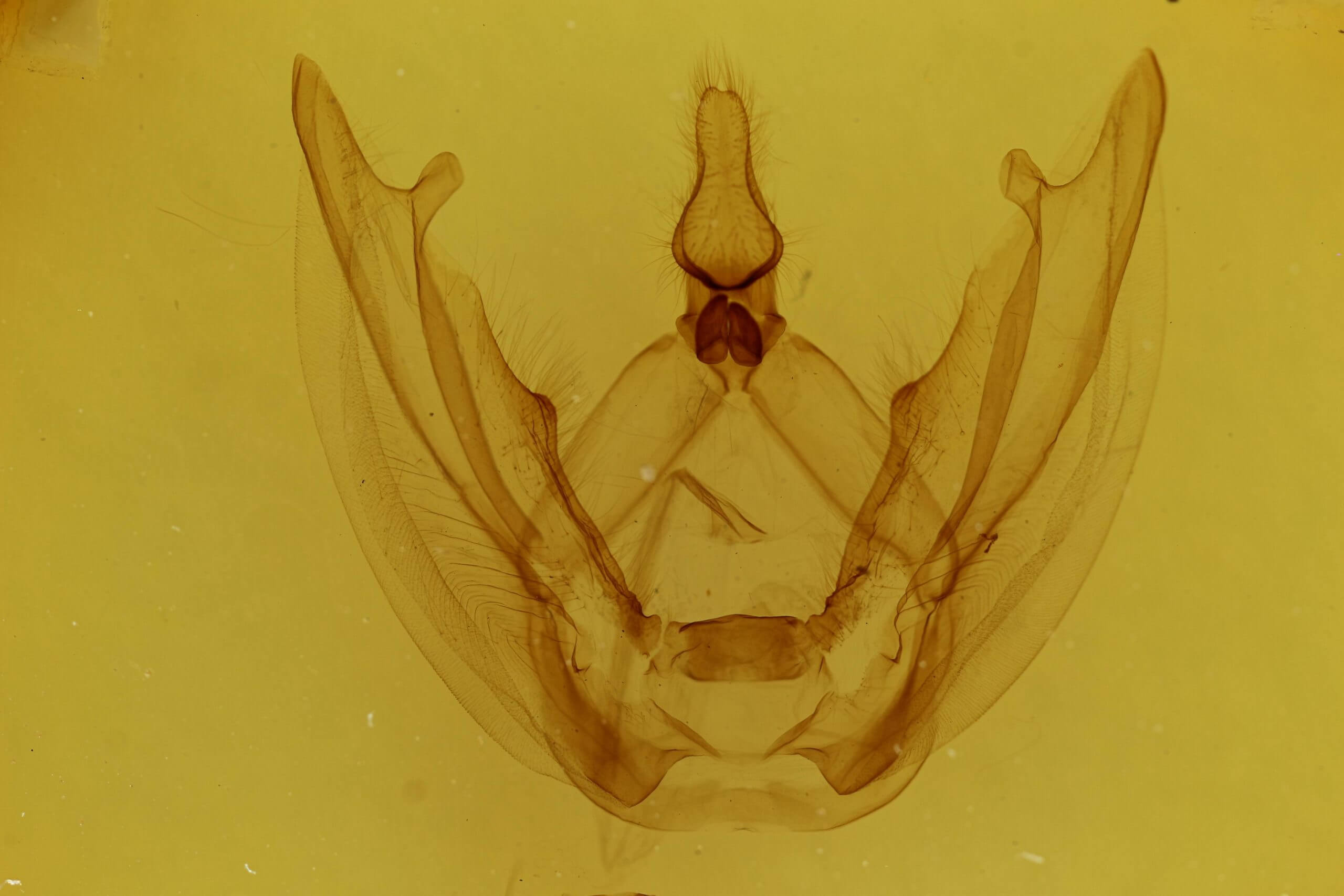 genitalia view of adult Ophitis magnaria