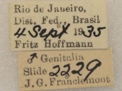 slide view of adult Ophitis magnaria