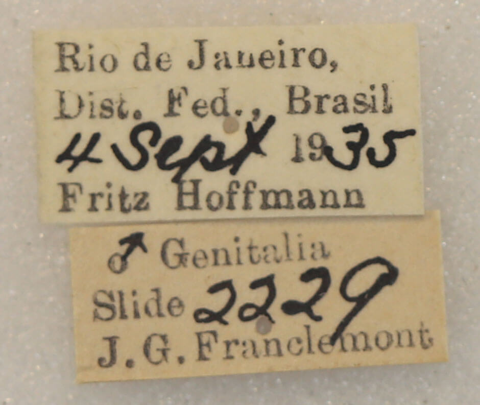 slide view of adult Ophitis magnaria