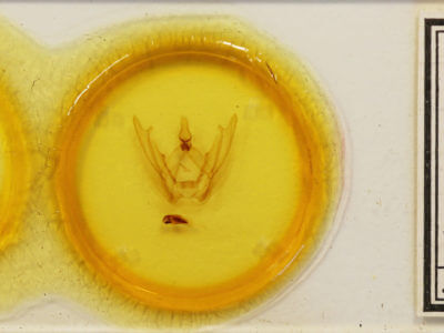 slide view of adult Ophitis magnaria