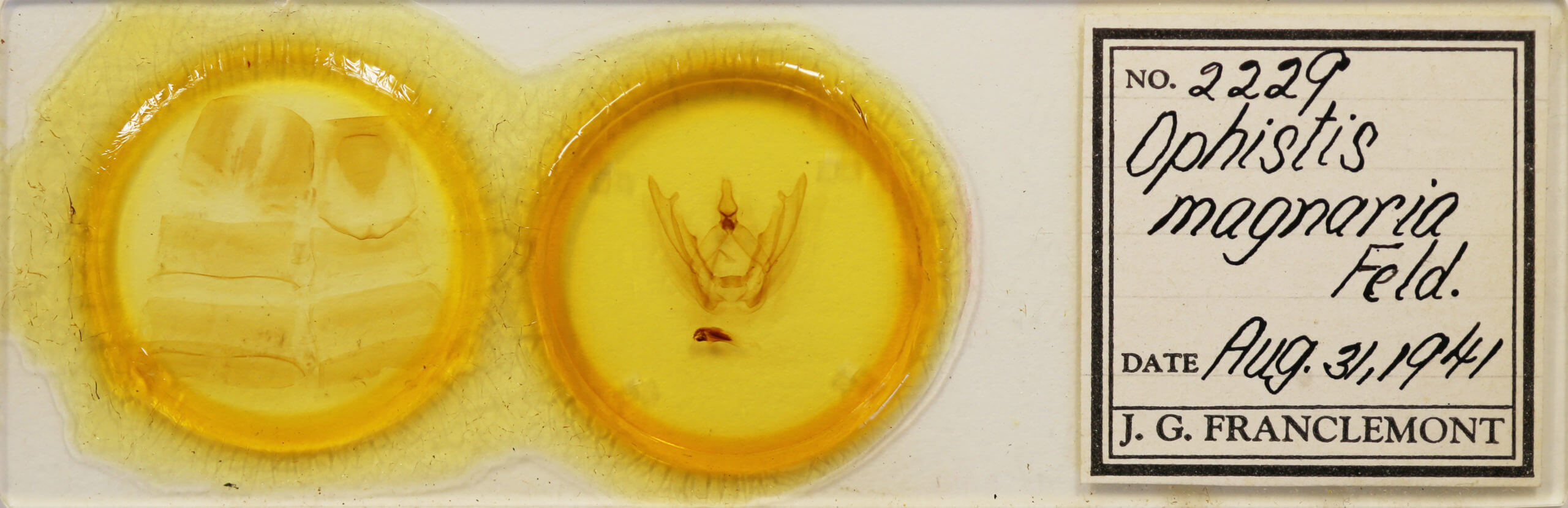 slide view of adult Ophitis magnaria