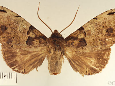 genitalia view of adult Ophitis magnaria