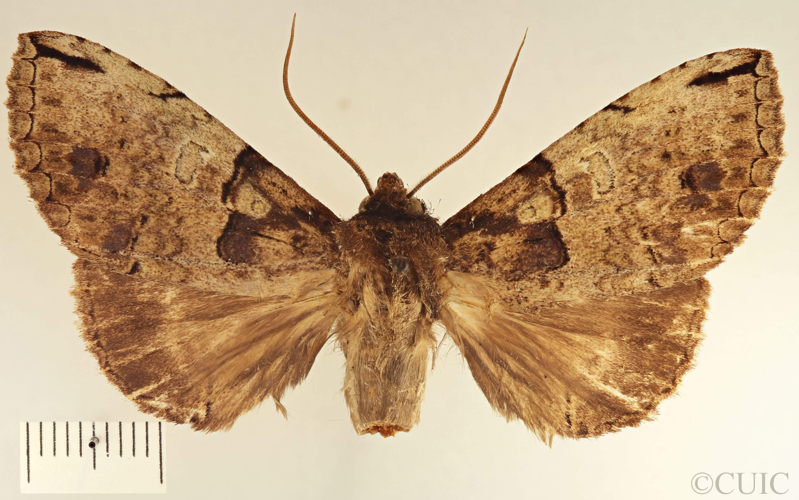 genitalia view of adult Ophitis magnaria