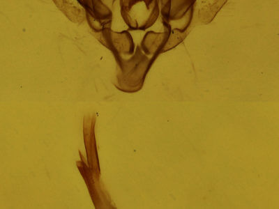 genitalia view of adult Orthonama obstipata