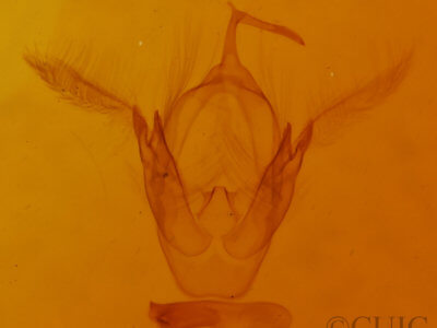 genitalia view of adult Oruza albocostaliata
