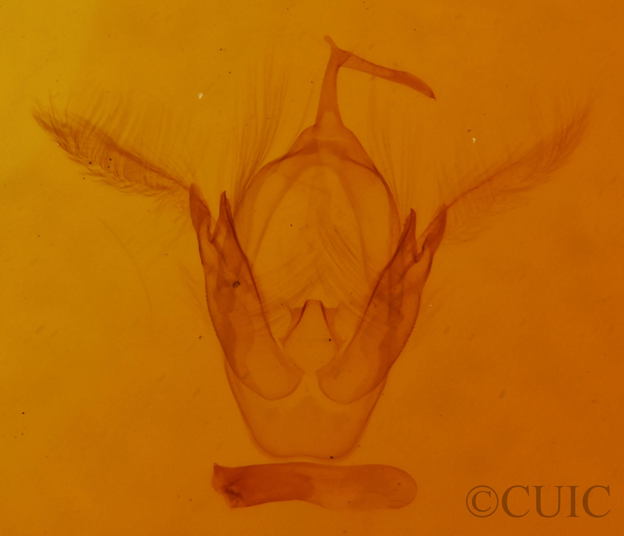 genitalia view of adult Oruza albocostaliata